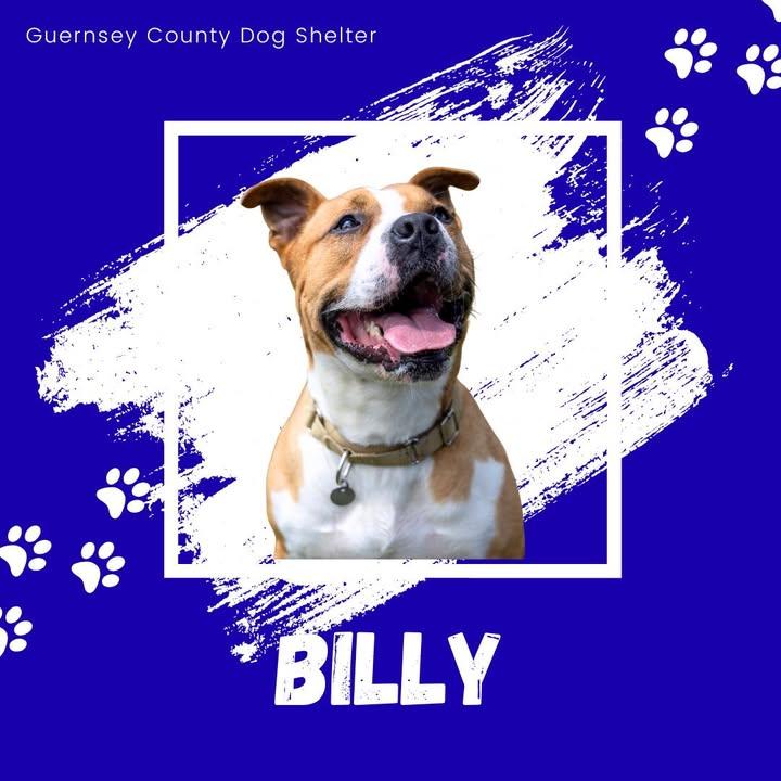 Billy, Adoptable, Adult Male Boxer.