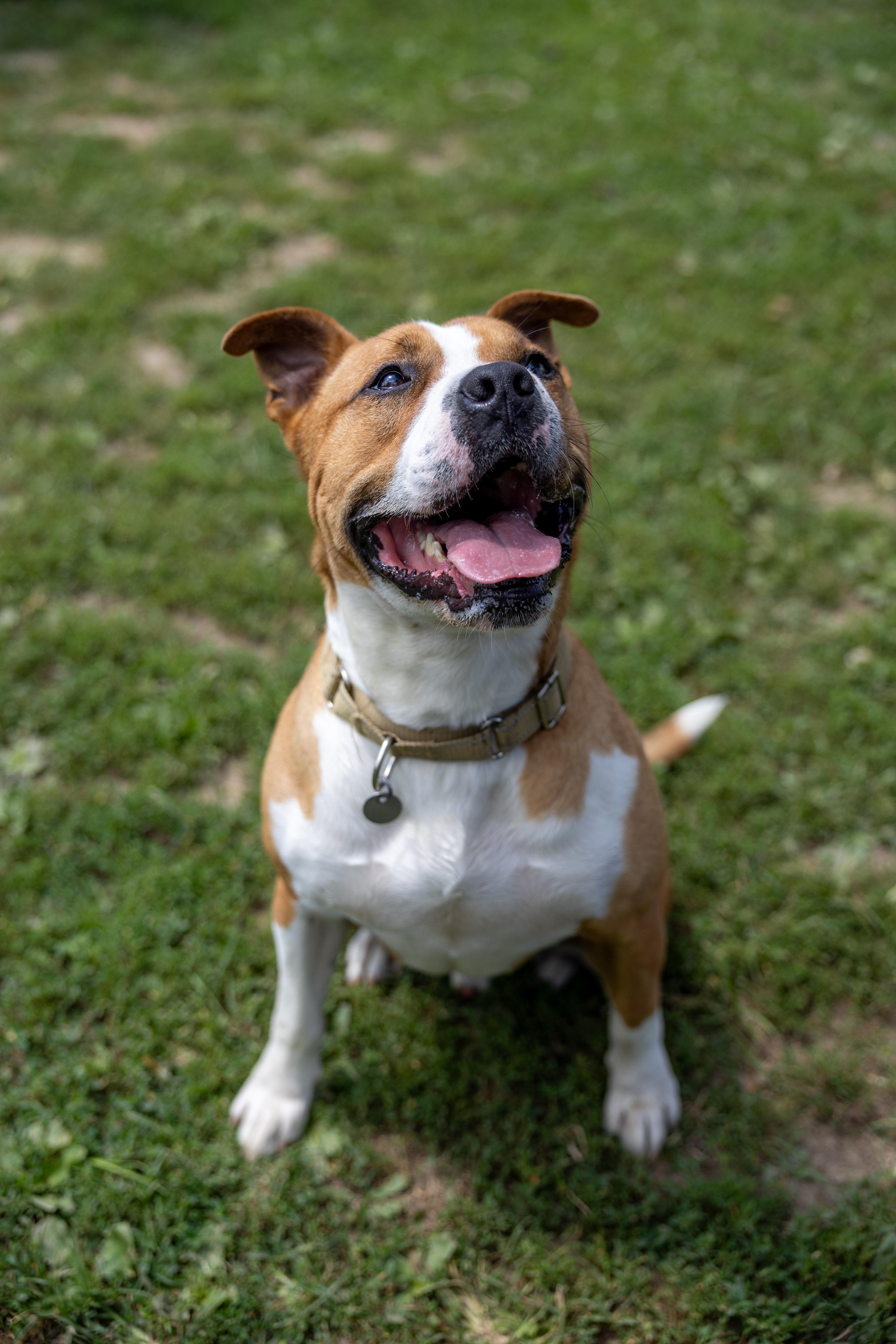 Billy, a Adoptable mixed breed in Cambridge, OH image 2/6