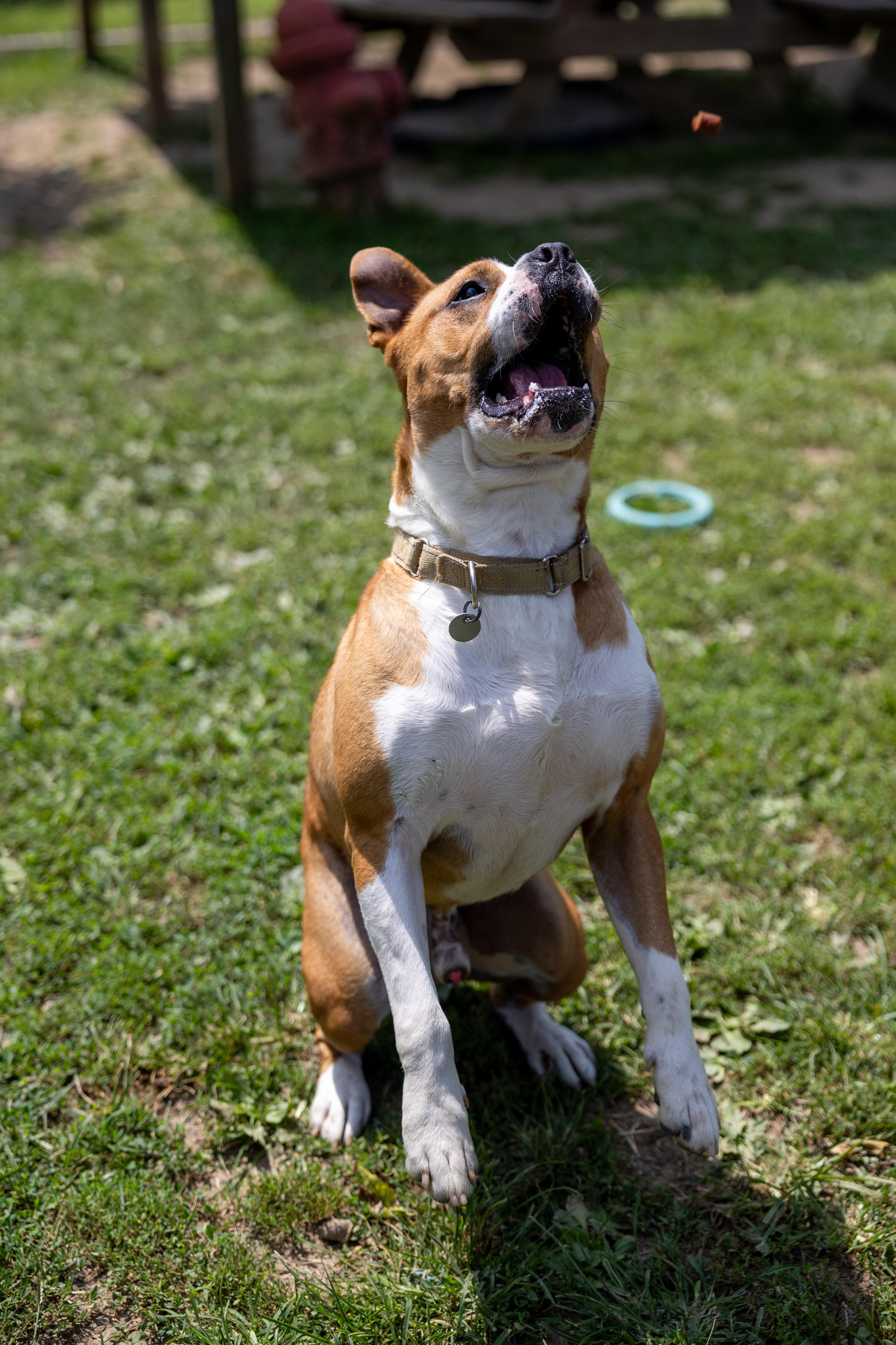 Billy, a Adoptable mixed breed in Cambridge, OH image 3/6
