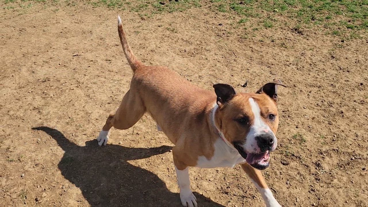 Enlarge Billy, a Adoptable mixed breed in Cambridge, OH video 6/6