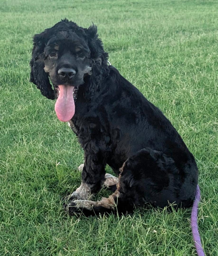 Enlarge Remy, a ADOPTABLE Cocker Spaniel in Plano, TX image 2/5