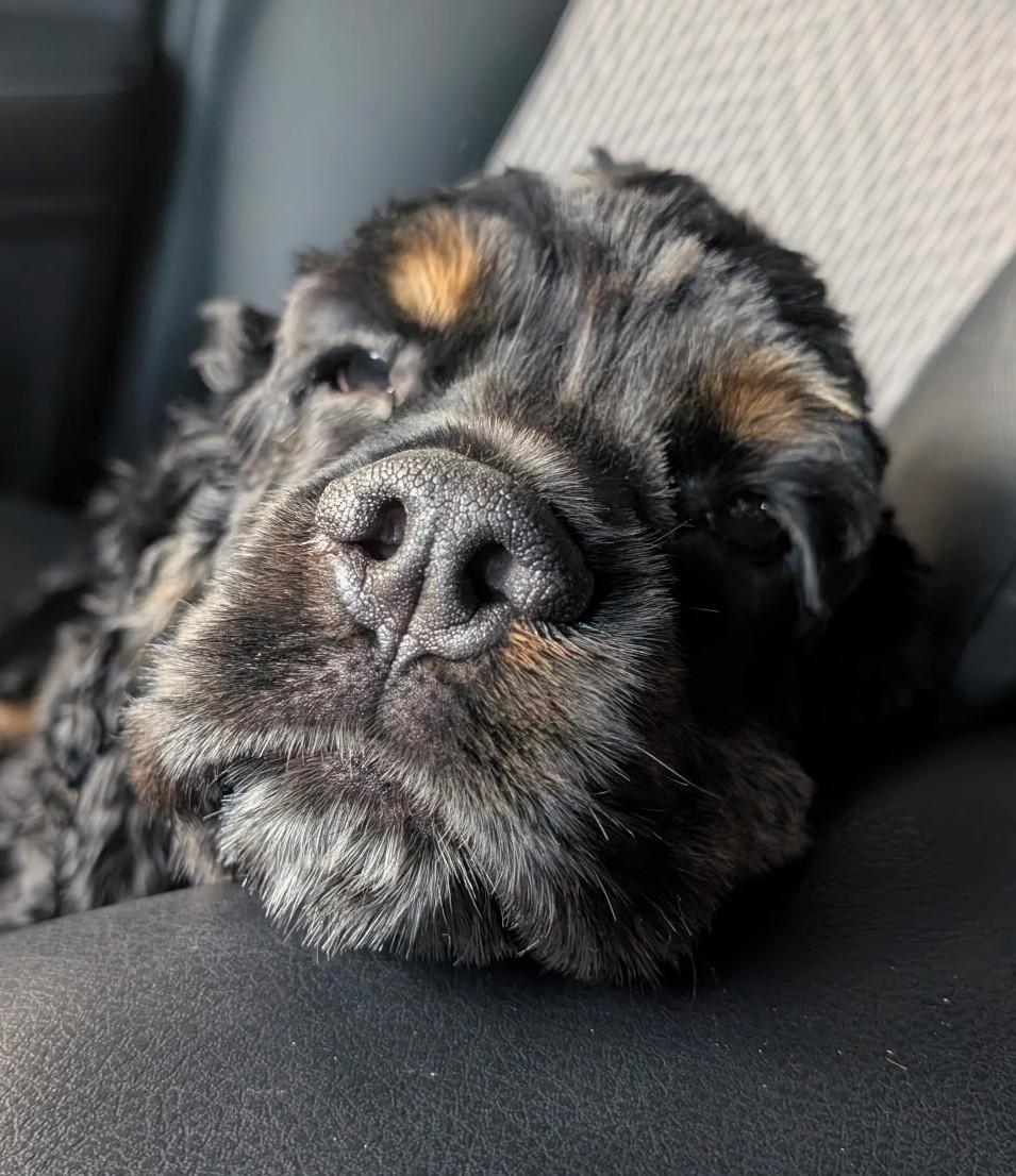 Enlarge Remy, a ADOPTABLE Cocker Spaniel in Plano, TX image 5/5