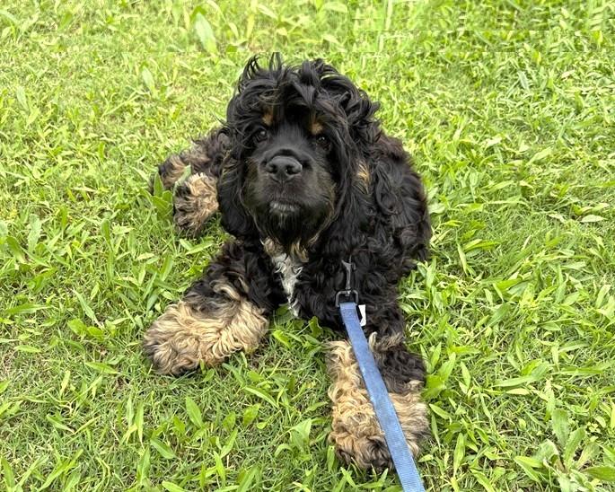 Enlarge Remy, a ADOPTABLE Cocker Spaniel in Plano, TX image 4/5