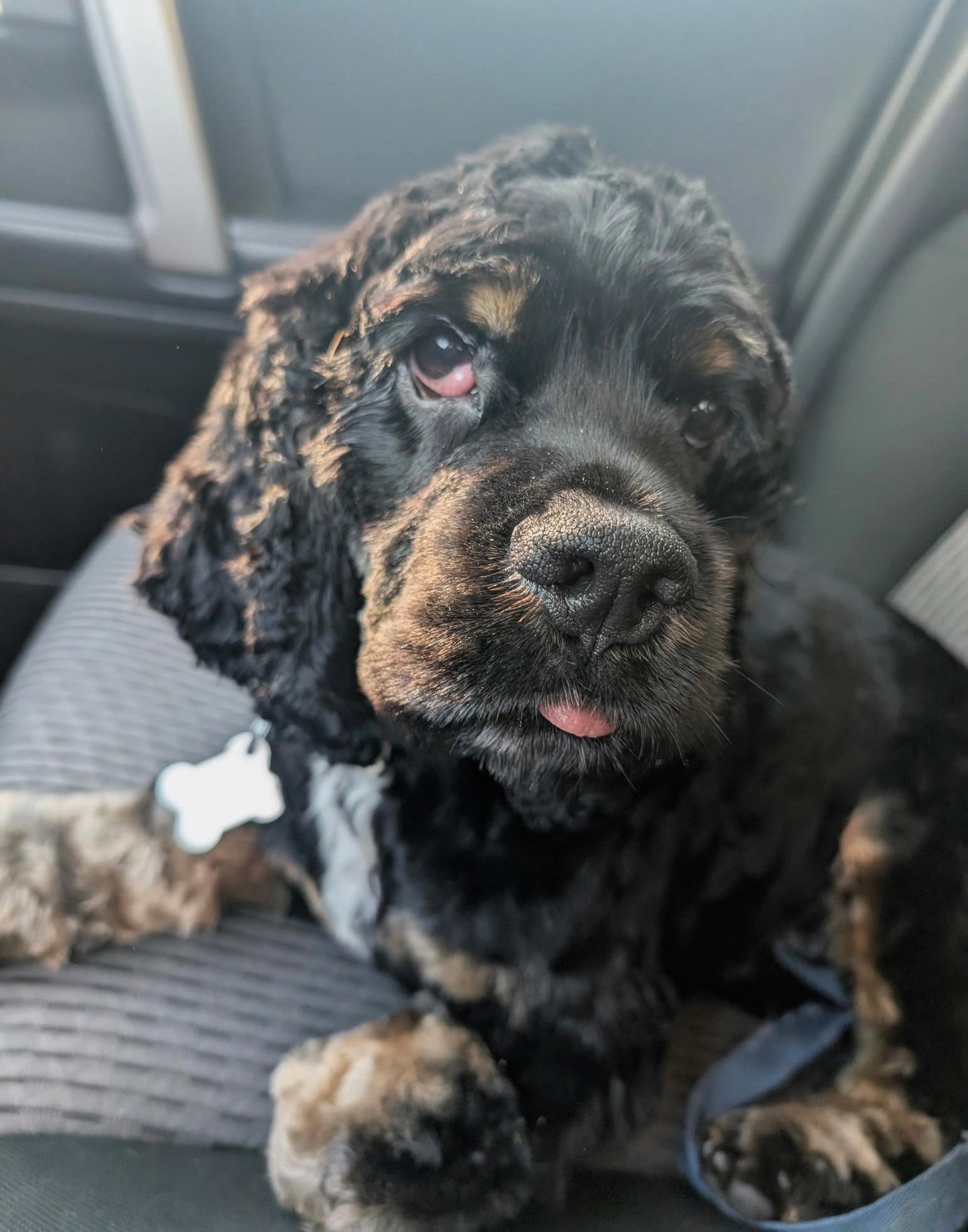 Enlarge Remy, a ADOPTABLE Cocker Spaniel in Plano, TX image 3/5