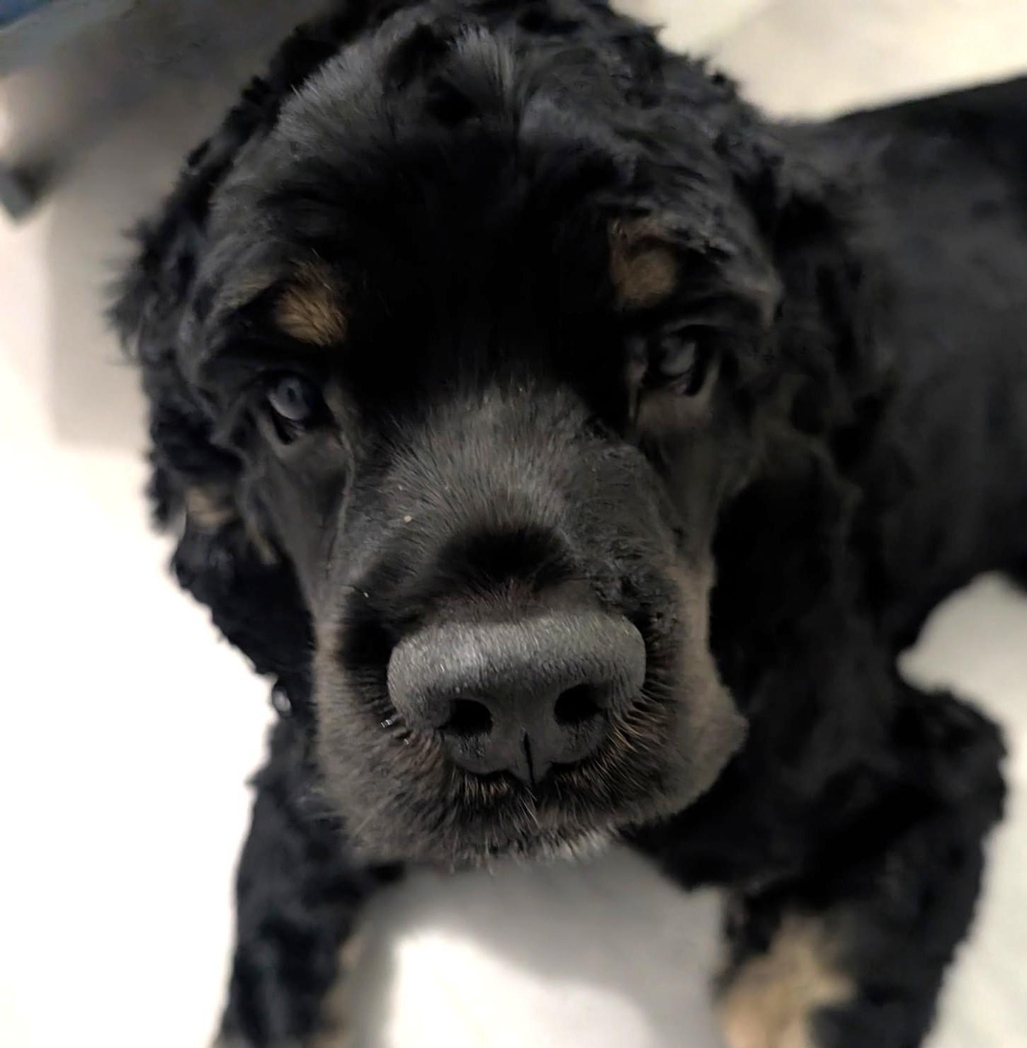 Enlarge Remy, a ADOPTABLE Cocker Spaniel in Plano, TX image 1/5