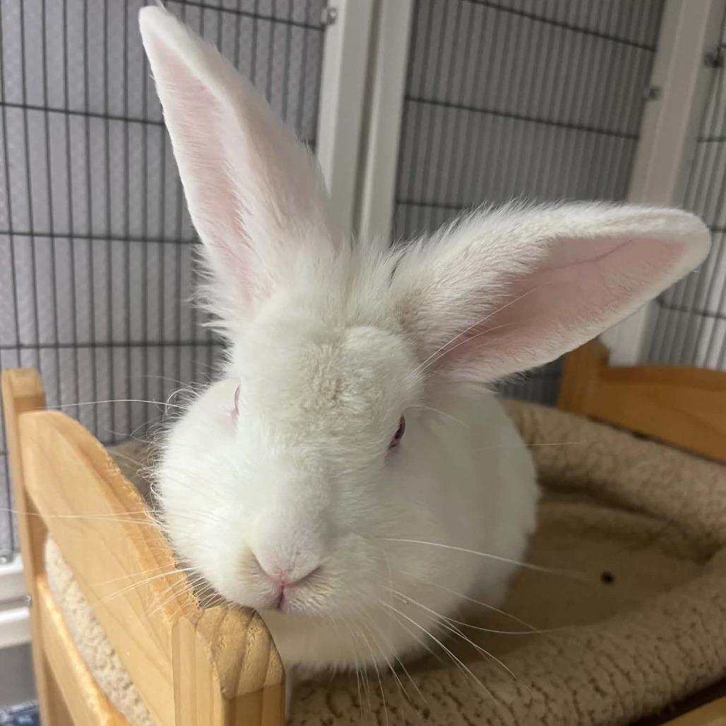 Enlarge Night King, a Adoptable mixed breed in Hampton Bays, NY image 1/2