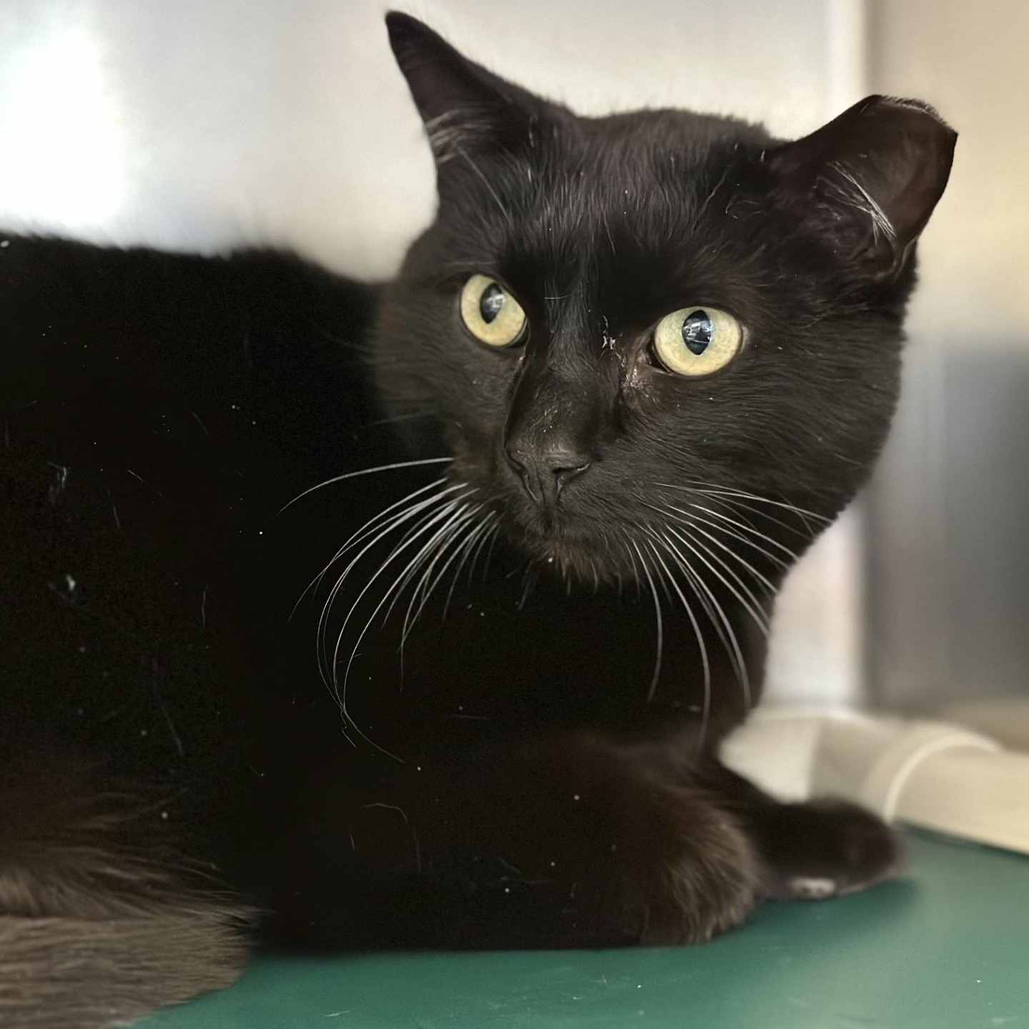 Bambi , ADOPTABLE, Adult Male Domestic Short Hair.