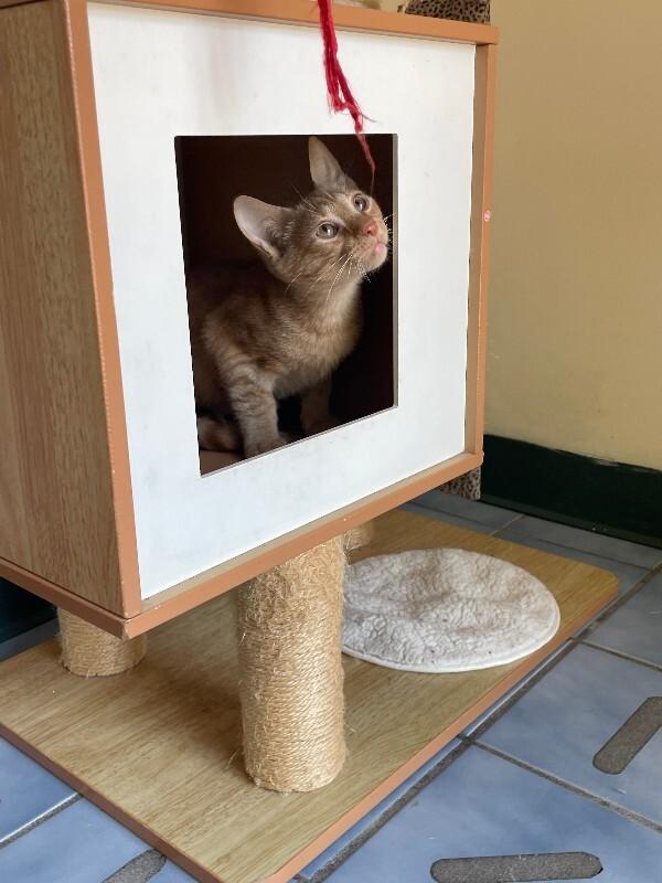 Enlarge Chili, a Adoptable Domestic Short Hair in Cortland, NY image 2/5