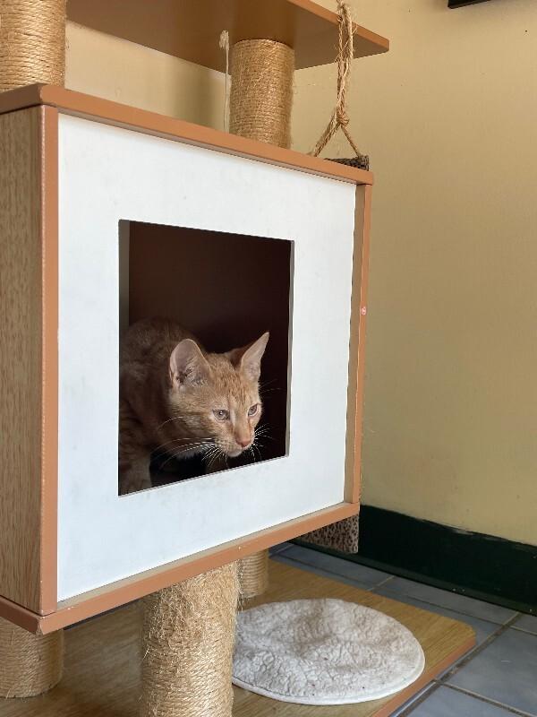 Enlarge Chili, a Adoptable Domestic Short Hair in Cortland, NY image 3/5