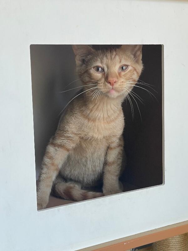 Enlarge Chili, a Adoptable Domestic Short Hair in Cortland, NY image 4/5