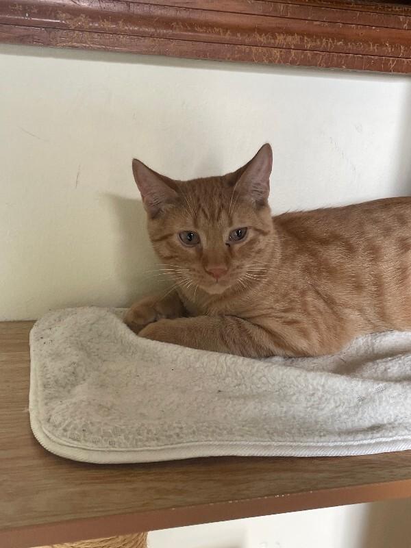 Enlarge Chili, a Adoptable Domestic Short Hair in Cortland, NY image 5/6