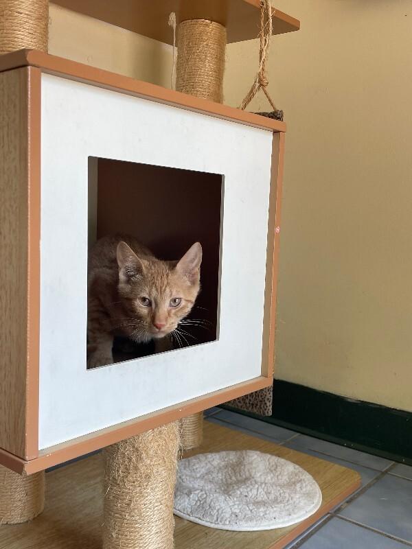 Enlarge Chili, a Adoptable Domestic Short Hair in Cortland, NY image 5/5