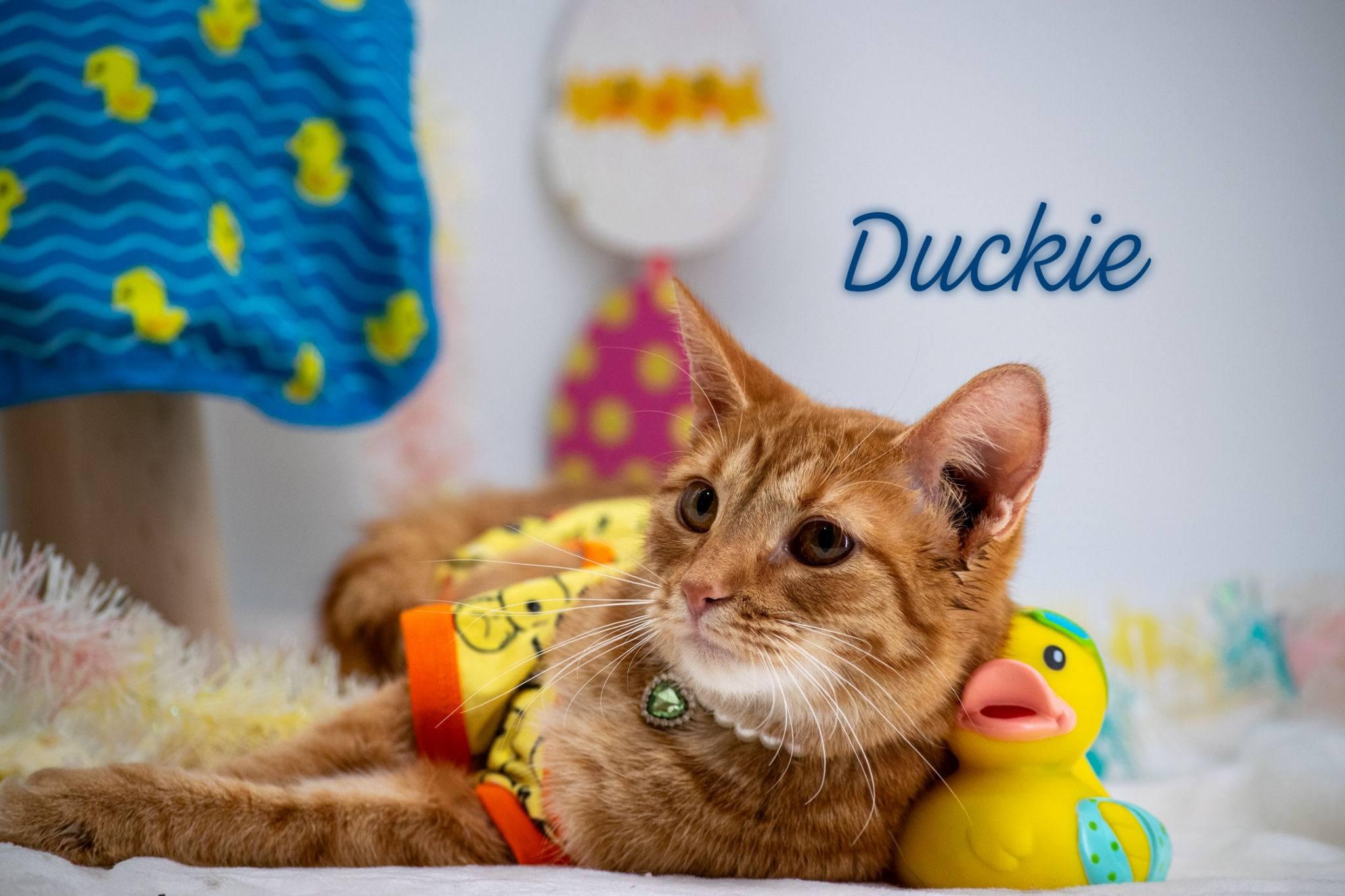 Duckie, ADOPTABLE, Young Female Domestic Short Hair.