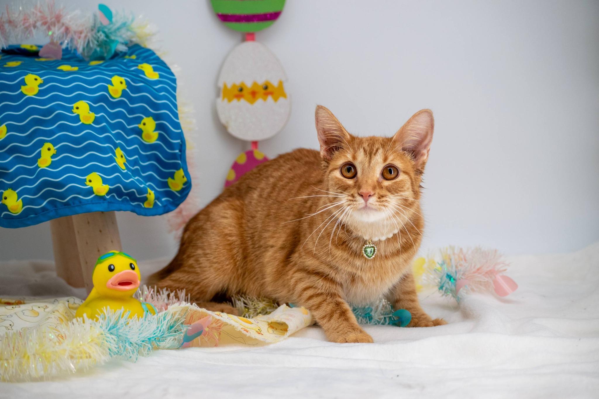 Enlarge Duckie, a ADOPTABLE Domestic Short Hair in Sevierville, TN image 5/5