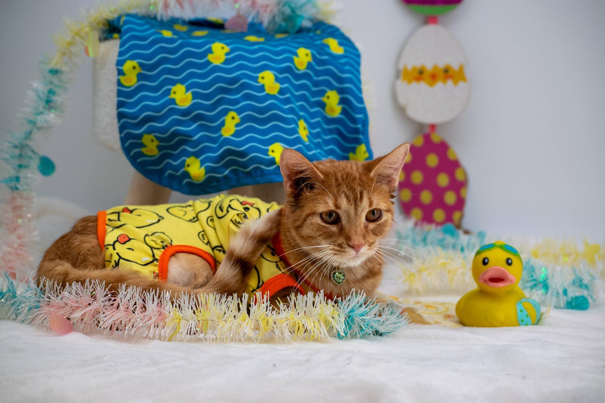 Enlarge Duckie, a ADOPTABLE Domestic Short Hair in Sevierville, TN image 3/5