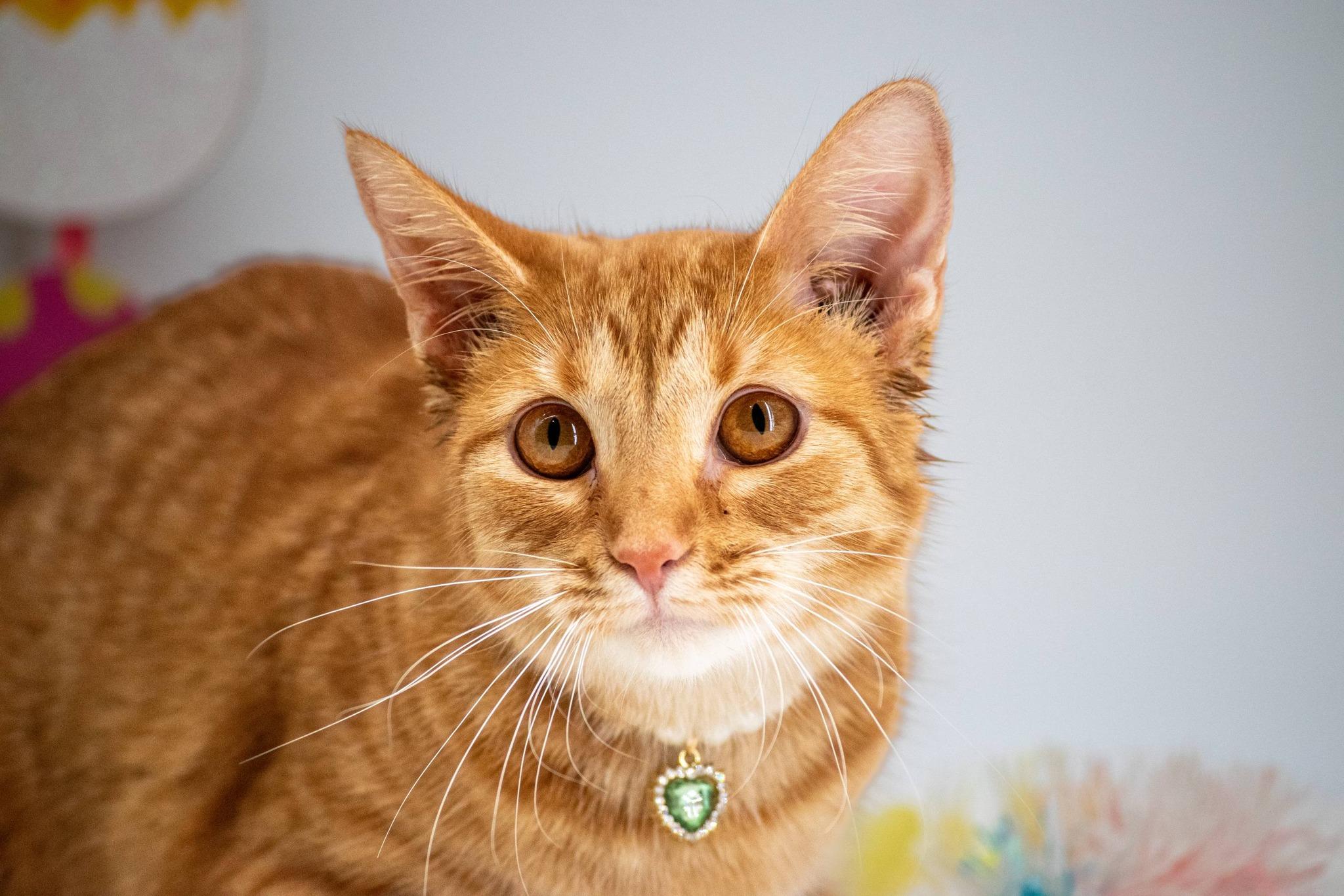 Enlarge Duckie, a ADOPTABLE Domestic Short Hair in Sevierville, TN image 4/5