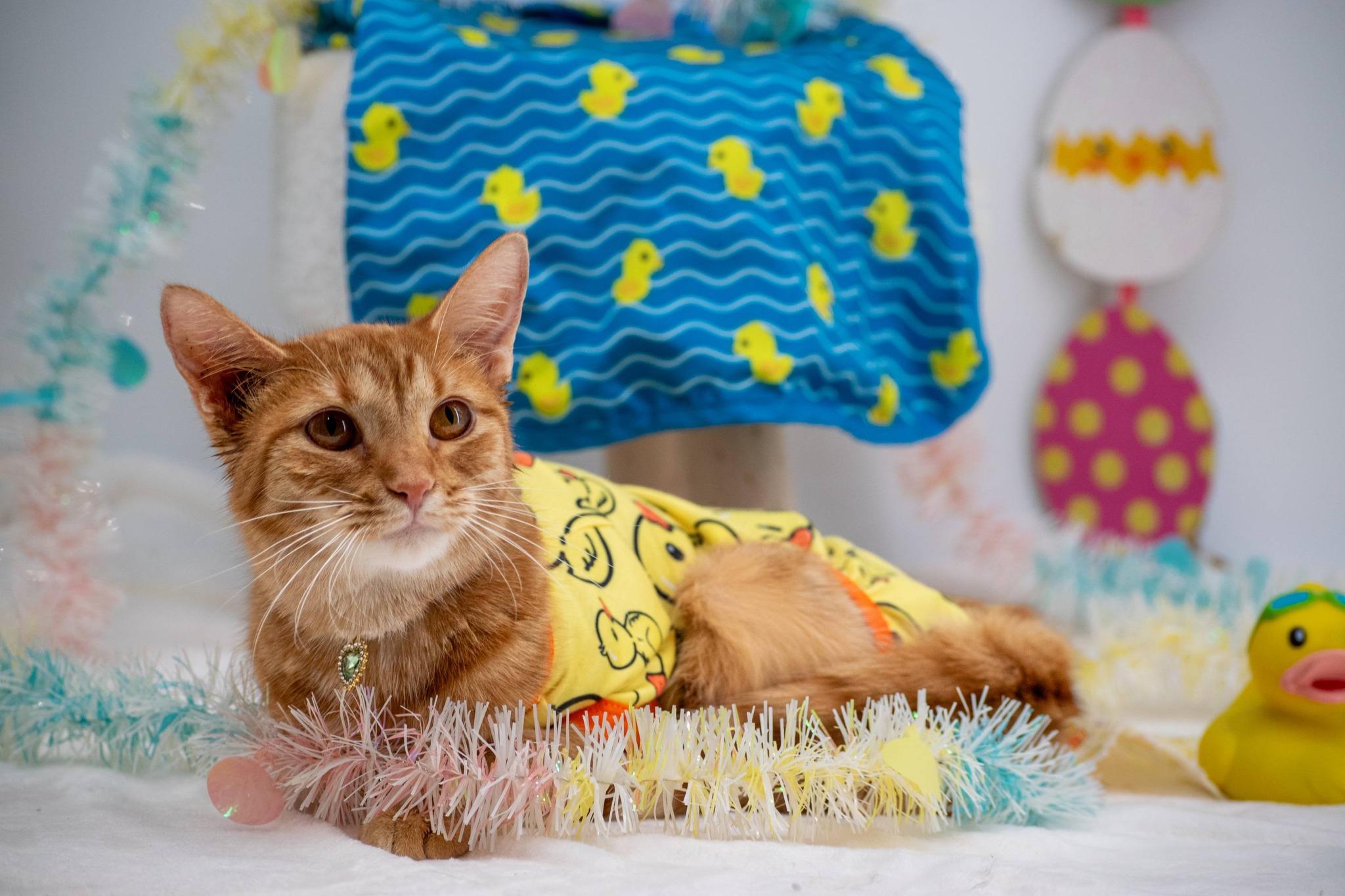 Enlarge Duckie, a ADOPTABLE Domestic Short Hair in Sevierville, TN image 2/5