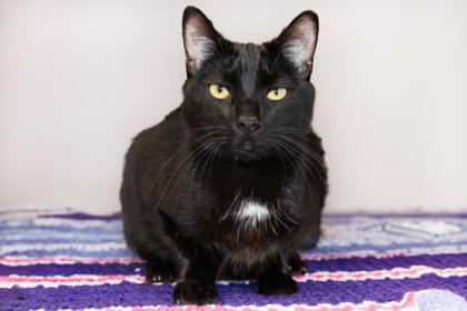 Enlarge Loki, a Adoptable mixed breed in Greenville, SC image 1/1