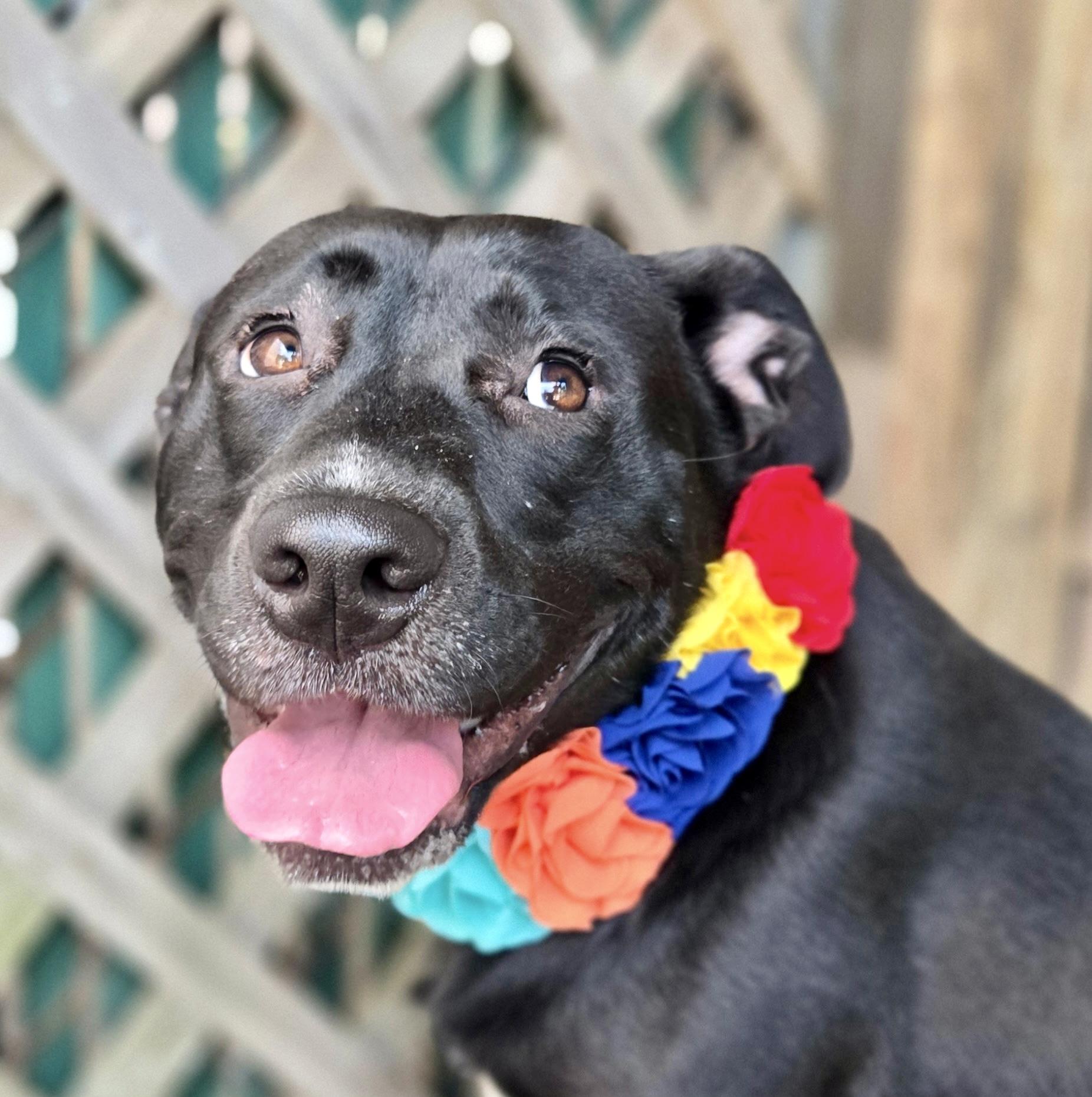 Enlarge ANDROMEDA-Local, a Adoptable mixed breed in Warwick, RI image 4/6