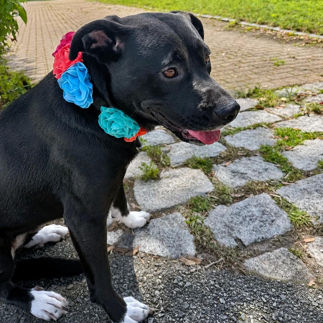 Enlarge ANDROMEDA-Local, a Adoptable mixed breed in Warwick, RI image 2/6