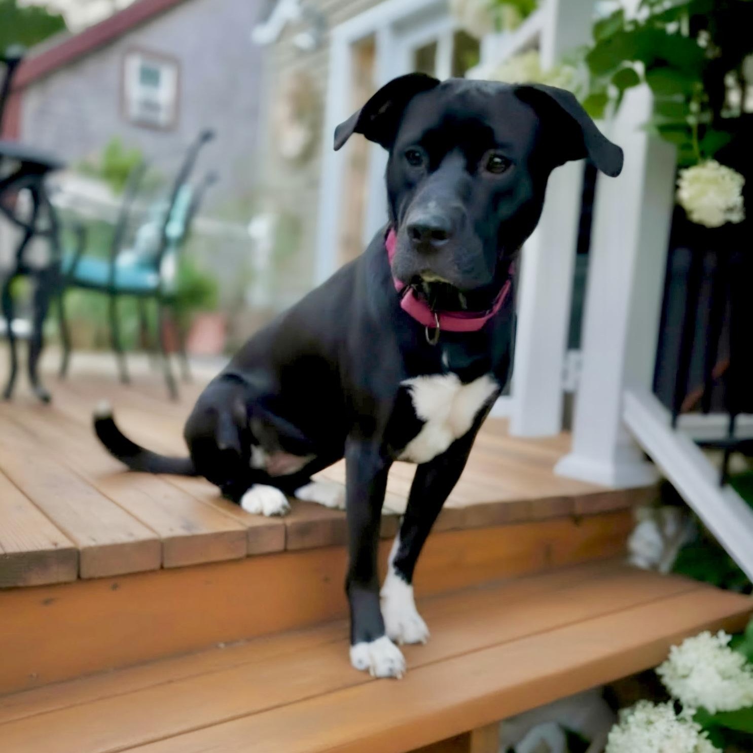 Enlarge ANDROMEDA-Local, a Adoptable mixed breed in Warwick, RI image 5/6