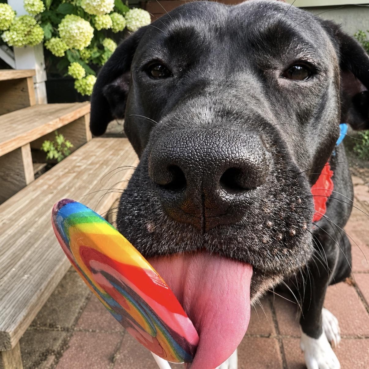 Enlarge ANDROMEDA-Local, a Adoptable mixed breed in Warwick, RI image 3/6