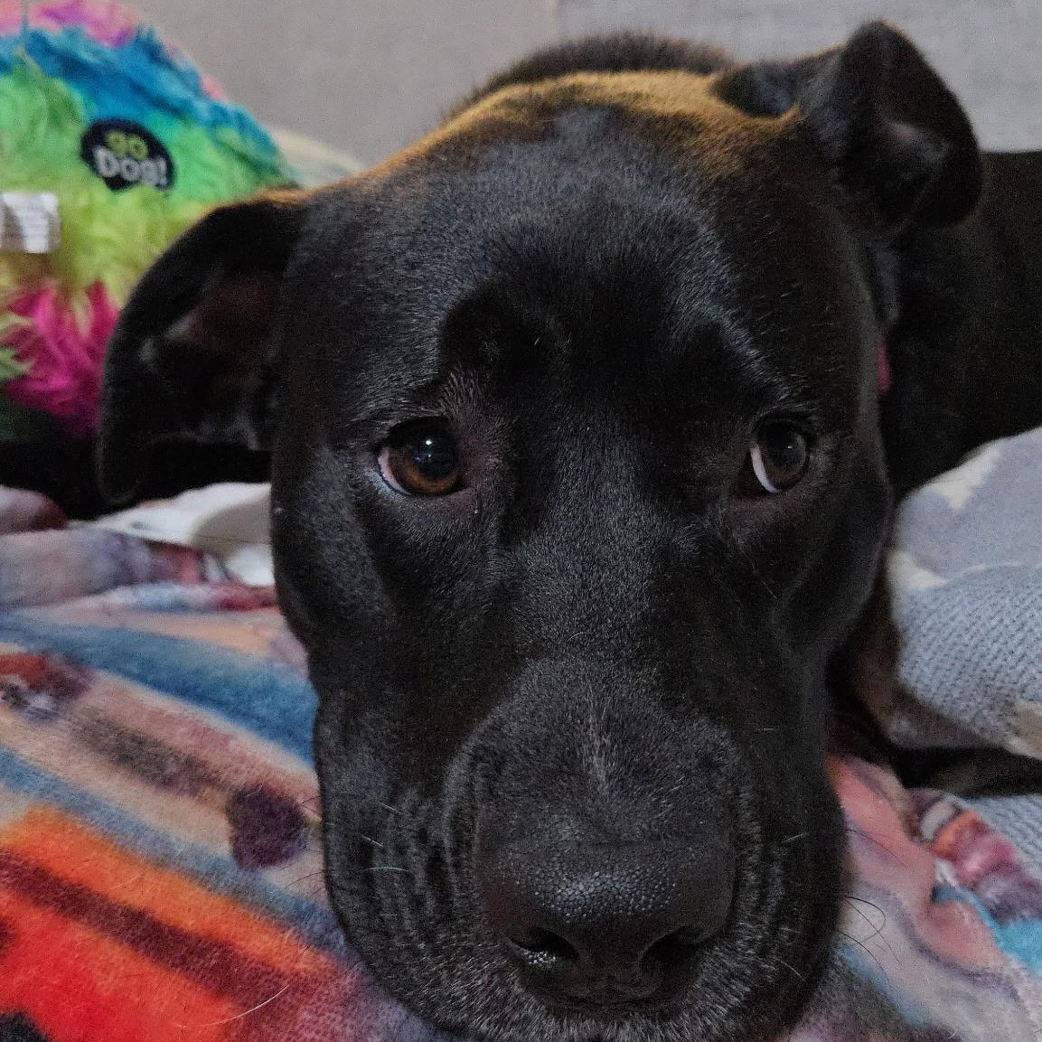ANDROMEDA-Local, Adoptable, Adult Female Black Labrador Retriever.