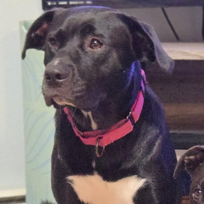 Enlarge ANDROMEDA-Local, a Adoptable mixed breed in Warwick, RI image 6/6