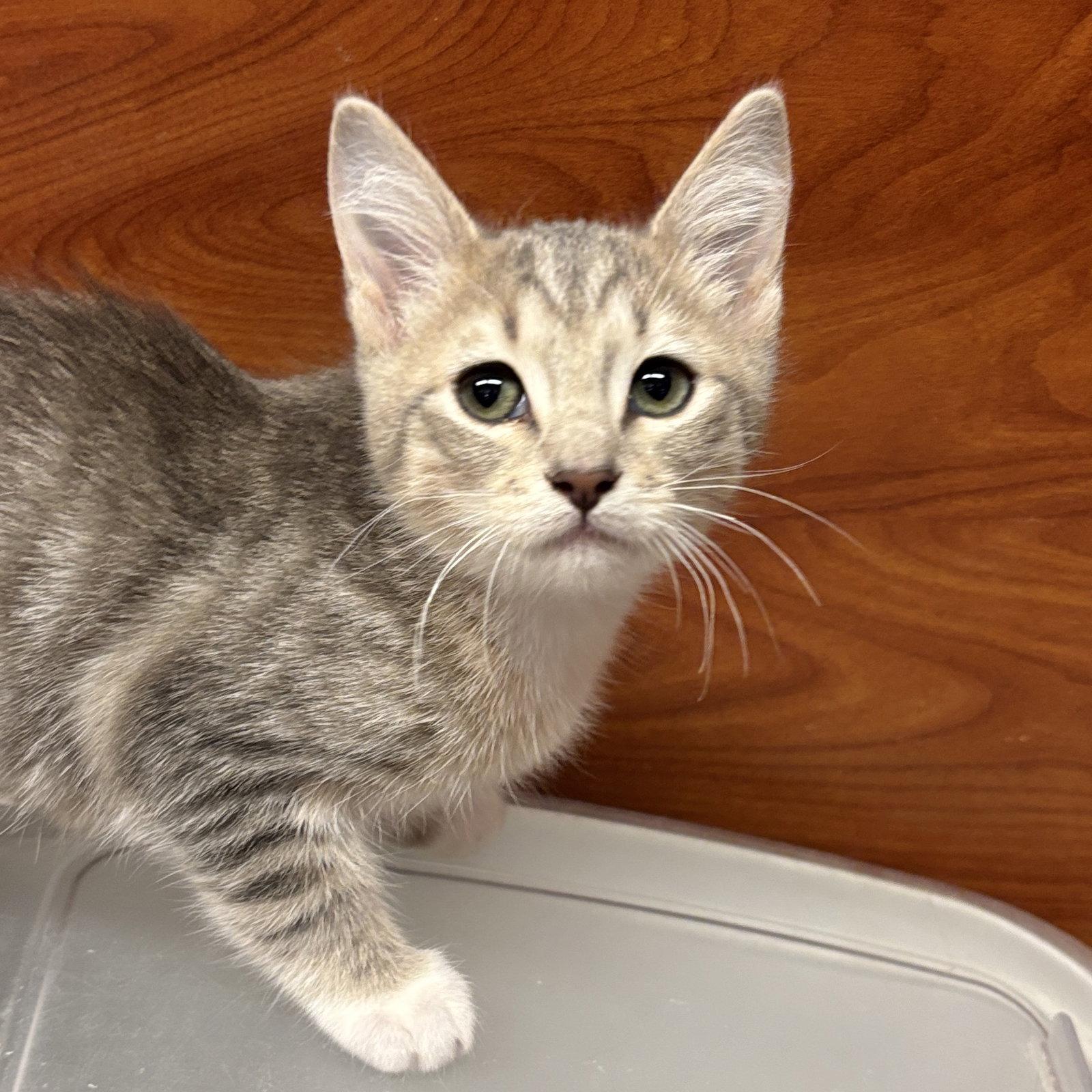 Hope, Adoptable, Kitten Female Domestic Short Hair.