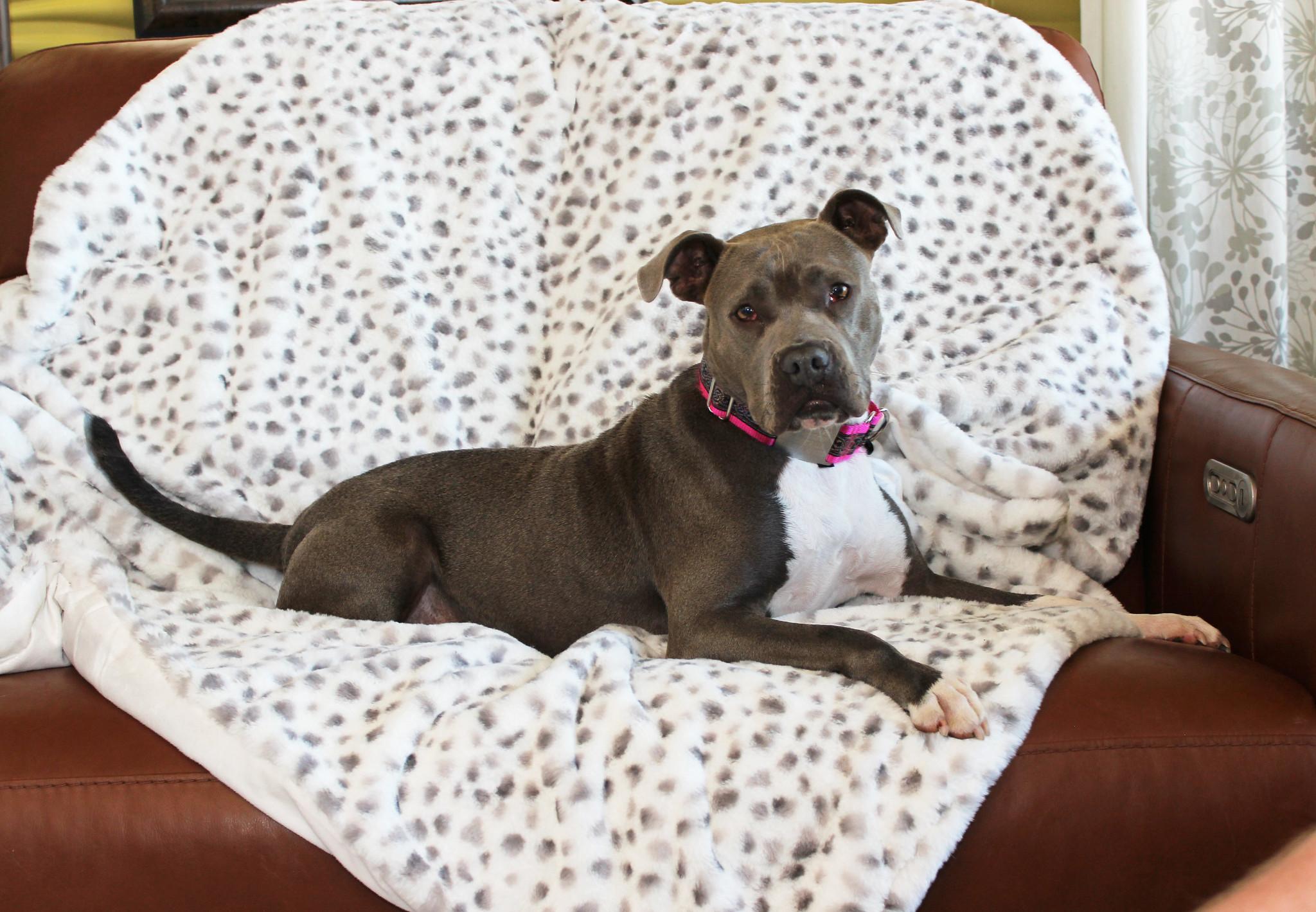 Enlarge Misty, a ADOPTABLE mixed breed in Sioux Falls, SD image 3/6