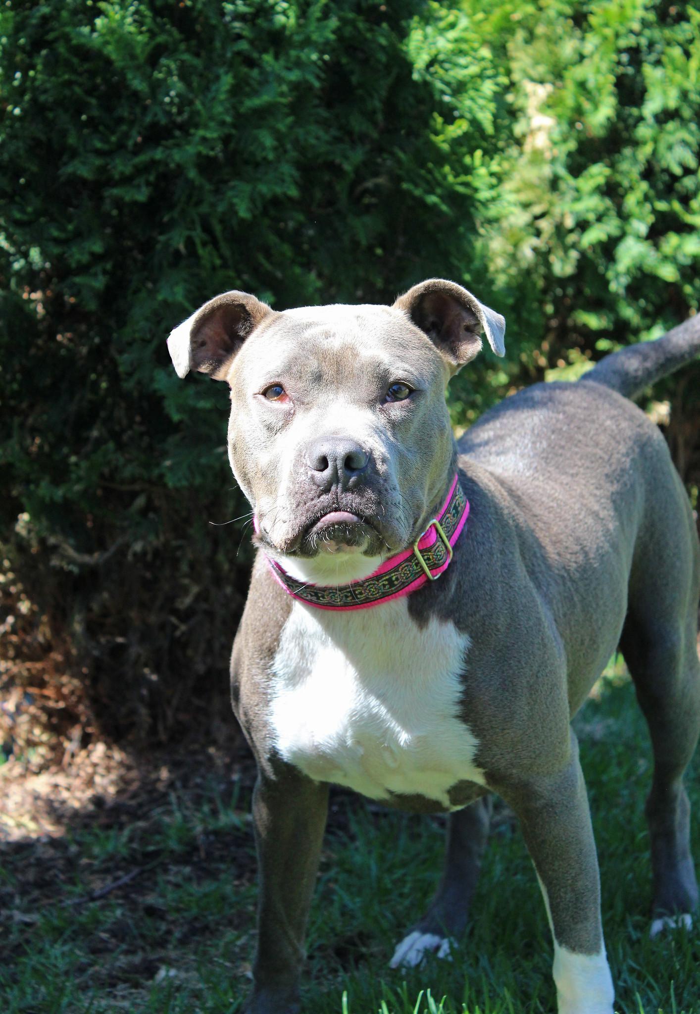 Enlarge Misty, a ADOPTABLE mixed breed in Sioux Falls, SD image 2/6