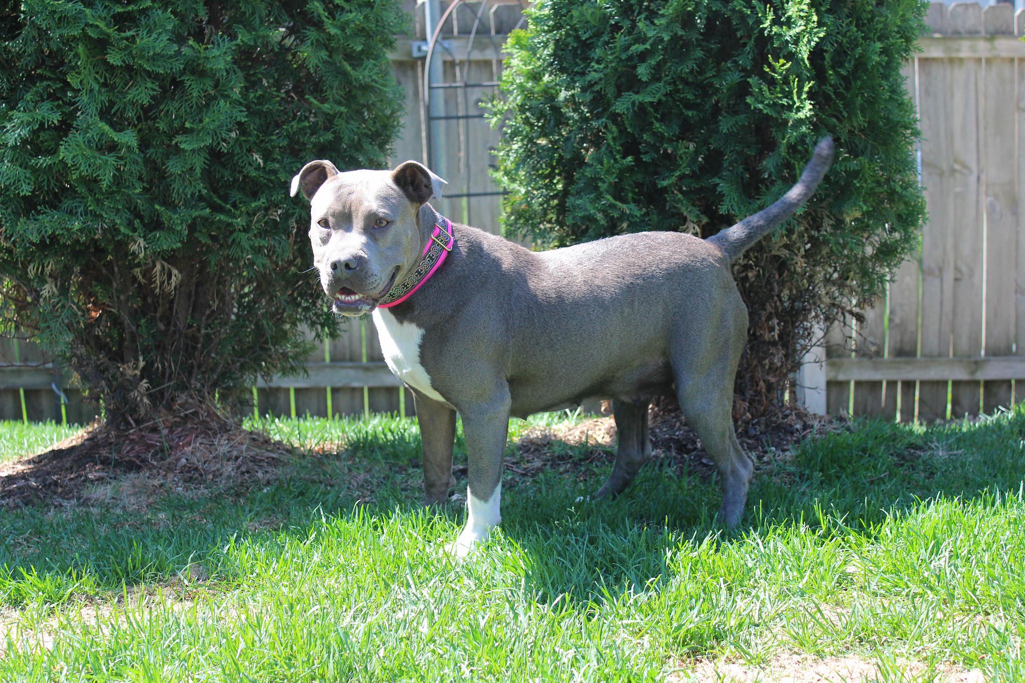 Enlarge Misty, a ADOPTABLE mixed breed in Sioux Falls, SD image 6/6