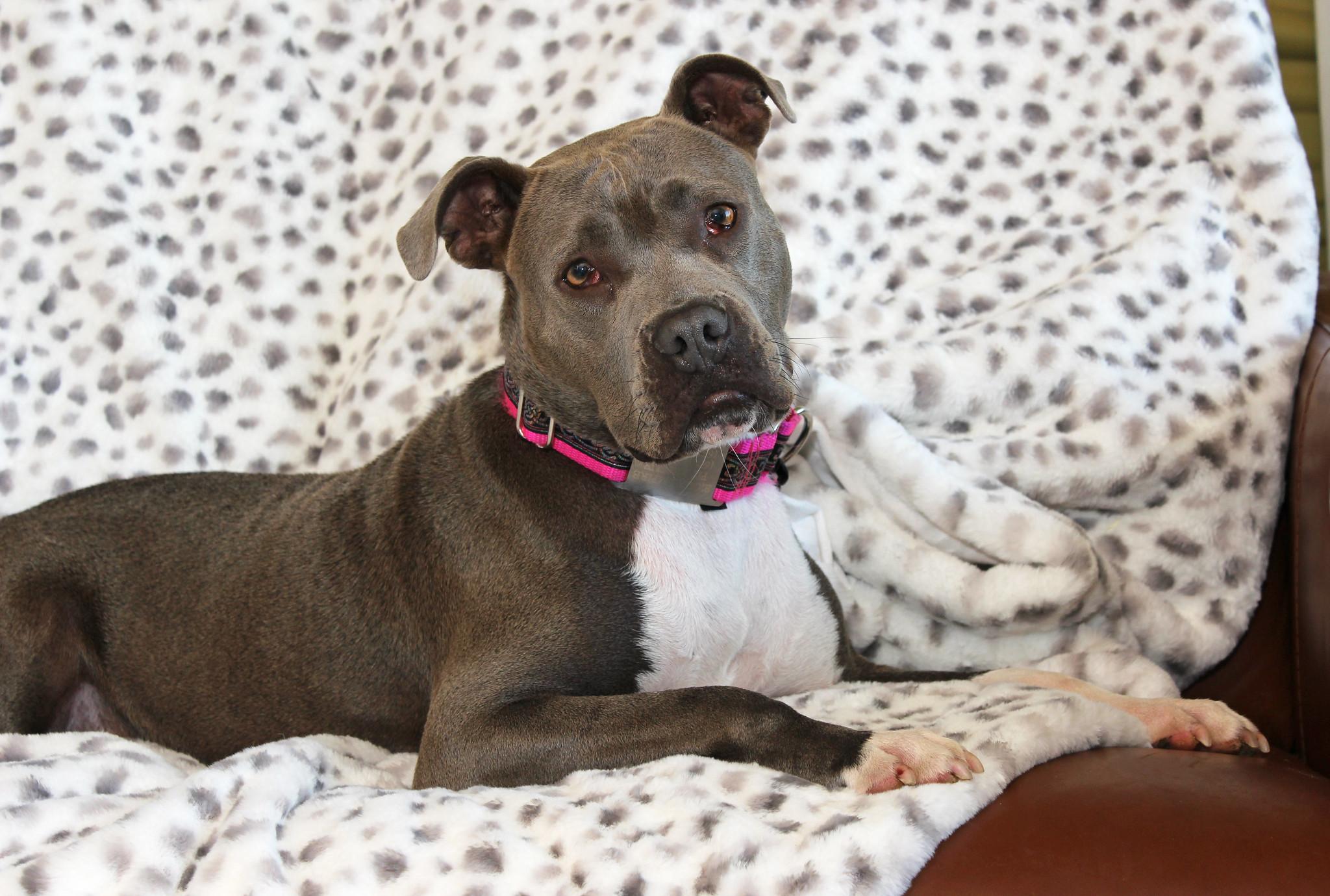 Enlarge Misty, a ADOPTABLE mixed breed in Sioux Falls, SD image 5/6