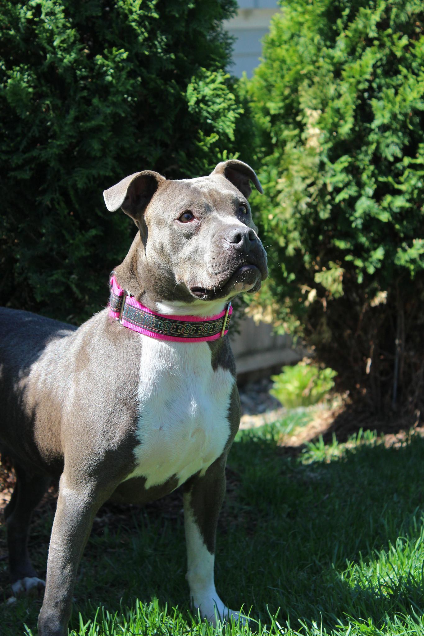 Enlarge Misty, a ADOPTABLE mixed breed in Sioux Falls, SD image 4/6