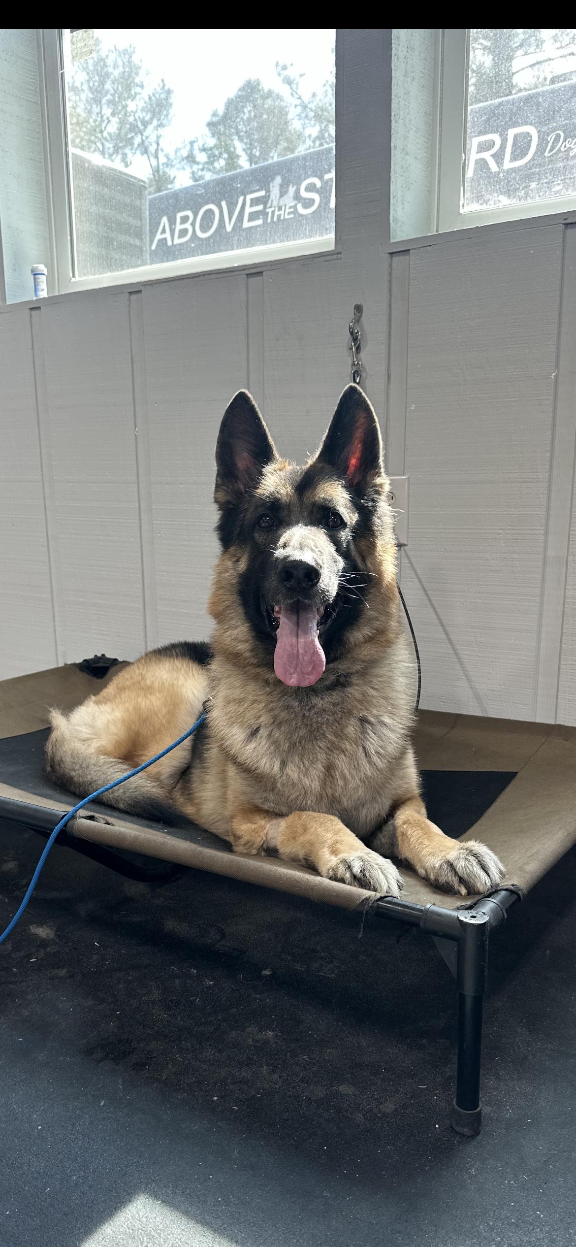 Enlarge BOLT , a ADOPTABLE German Shepherd Dog in Media, PA image 5/6