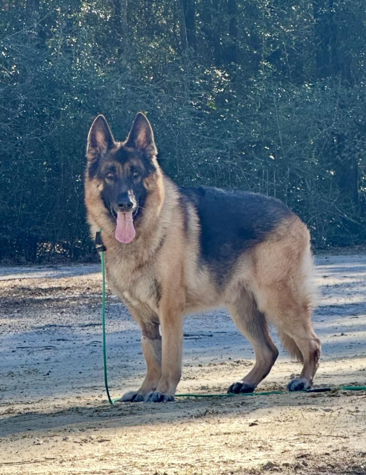 Enlarge BOLT , a ADOPTABLE German Shepherd Dog in Media, PA image 3/6