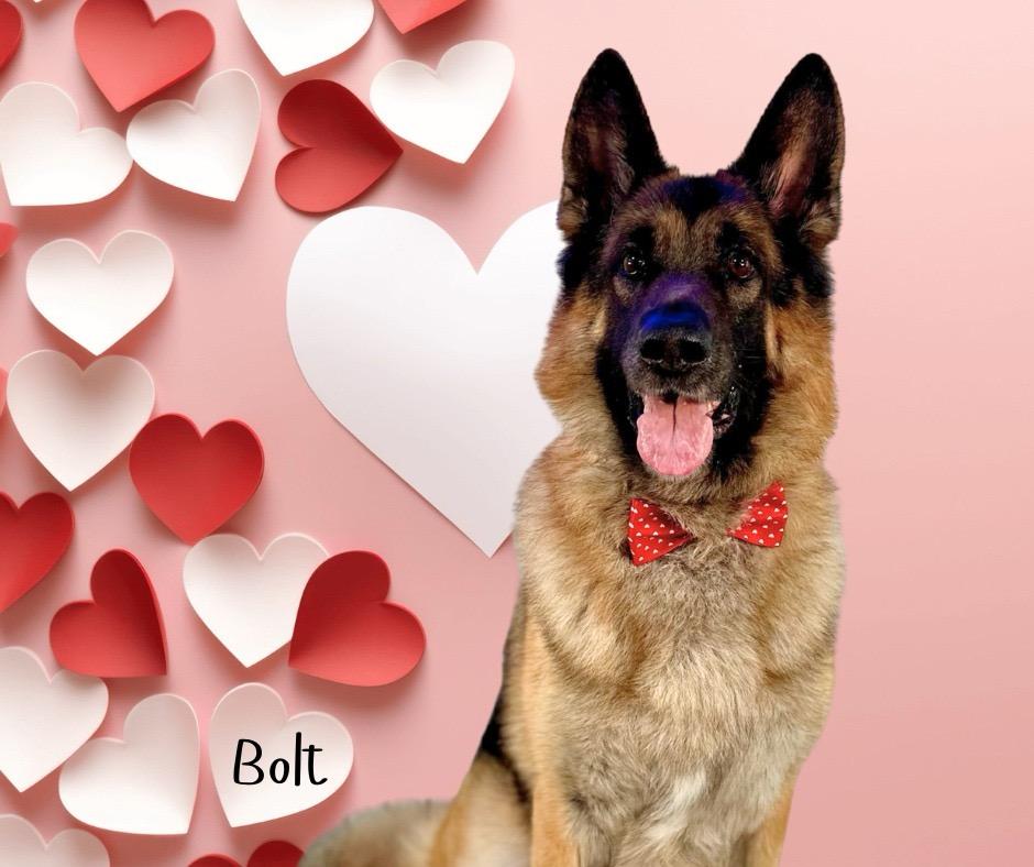 BOLT , ADOPTABLE, Adult Male German Shepherd Dog.