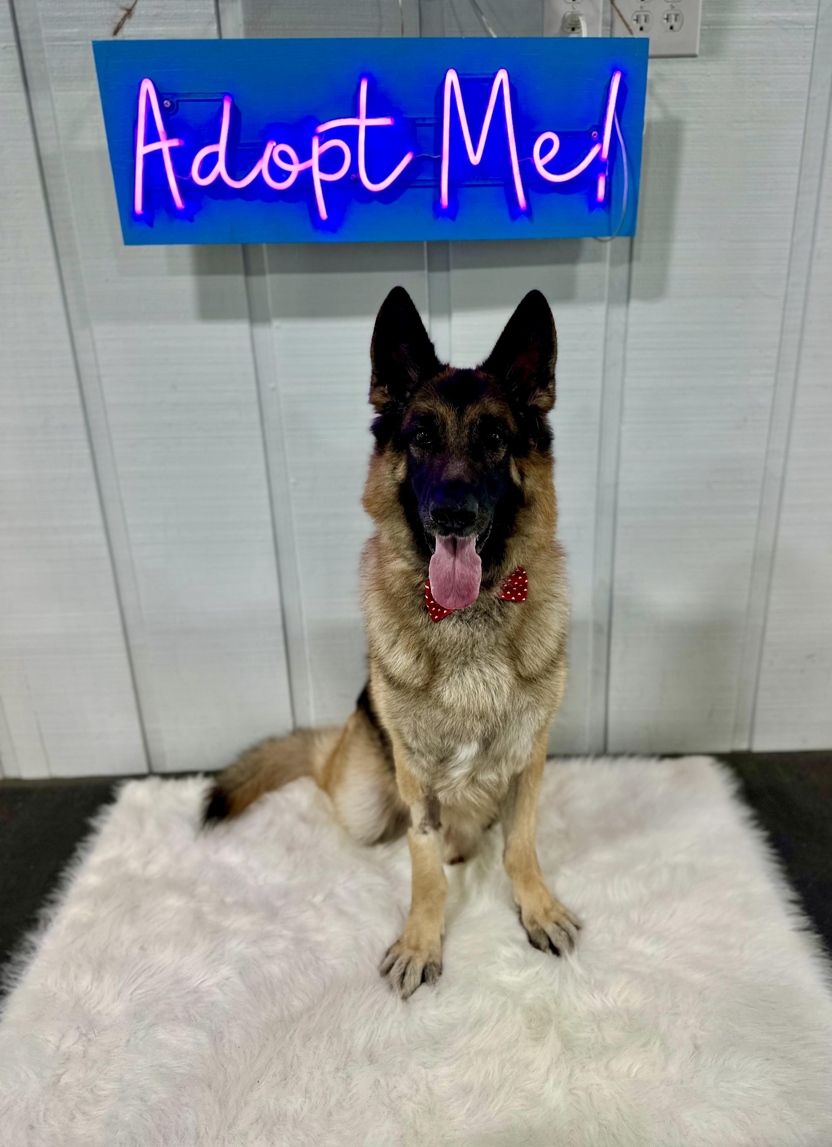 Enlarge BOLT , a ADOPTABLE German Shepherd Dog in Media, PA image 2/6