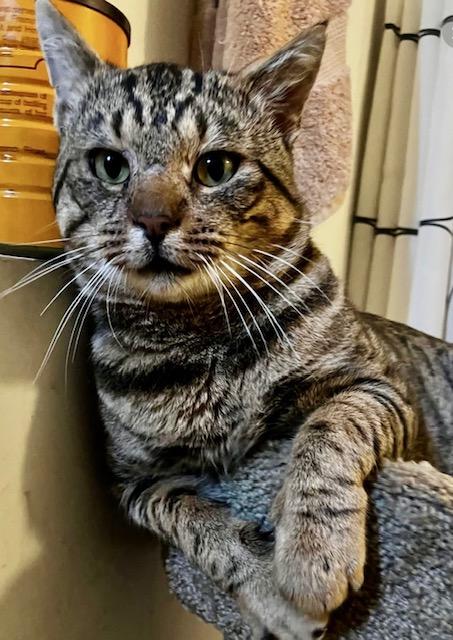 Enlarge Lucky the Tabby, a ADOPTABLE Domestic Short Hair in Camarillo, CA image 1/1