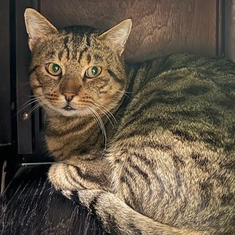 Enlarge Lucky the Tabby, a ADOPTABLE Domestic Short Hair in Camarillo, CA image 1/2