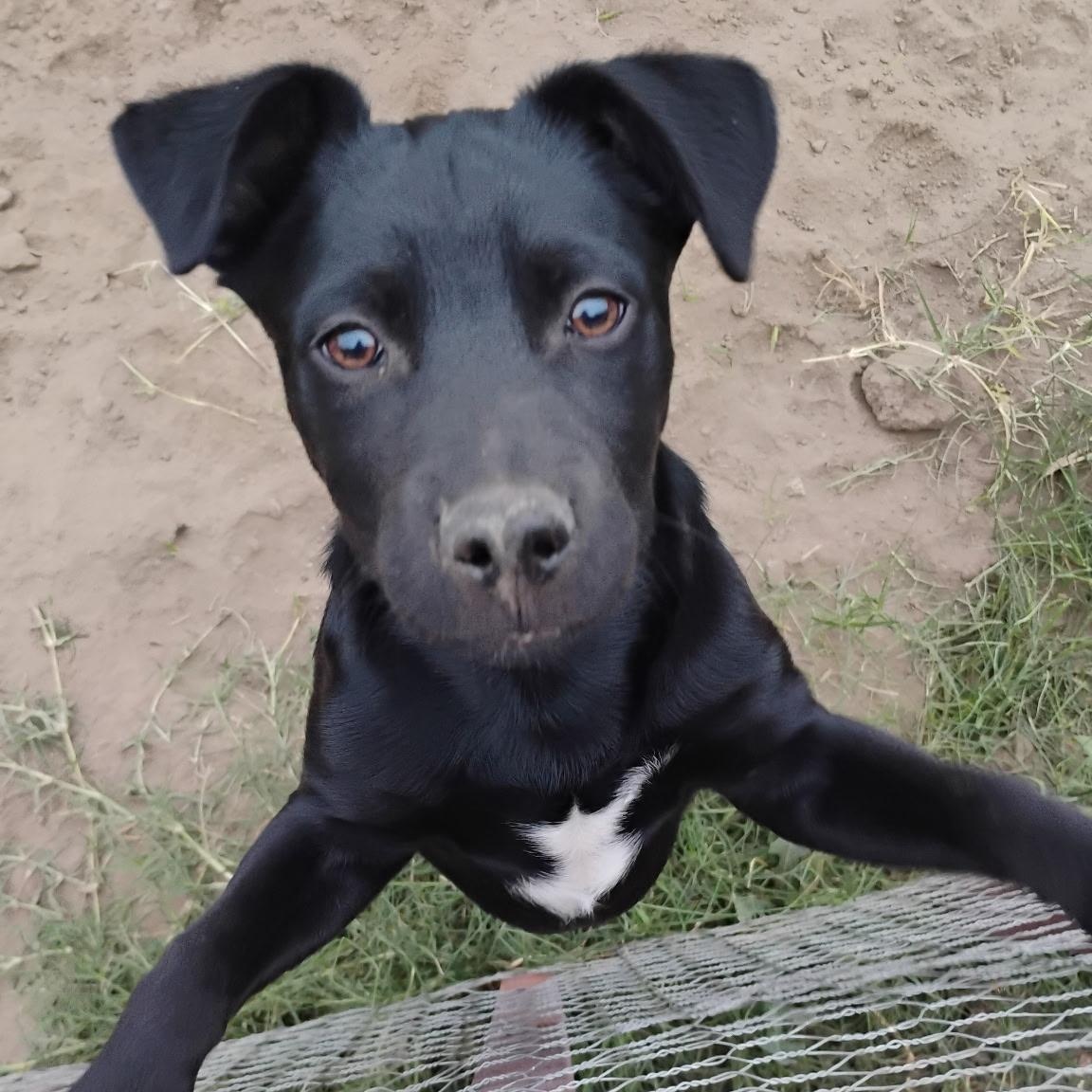 Enlarge Pantera, a ADOPTABLE mixed breed in Seal Beach, CA image 3/4