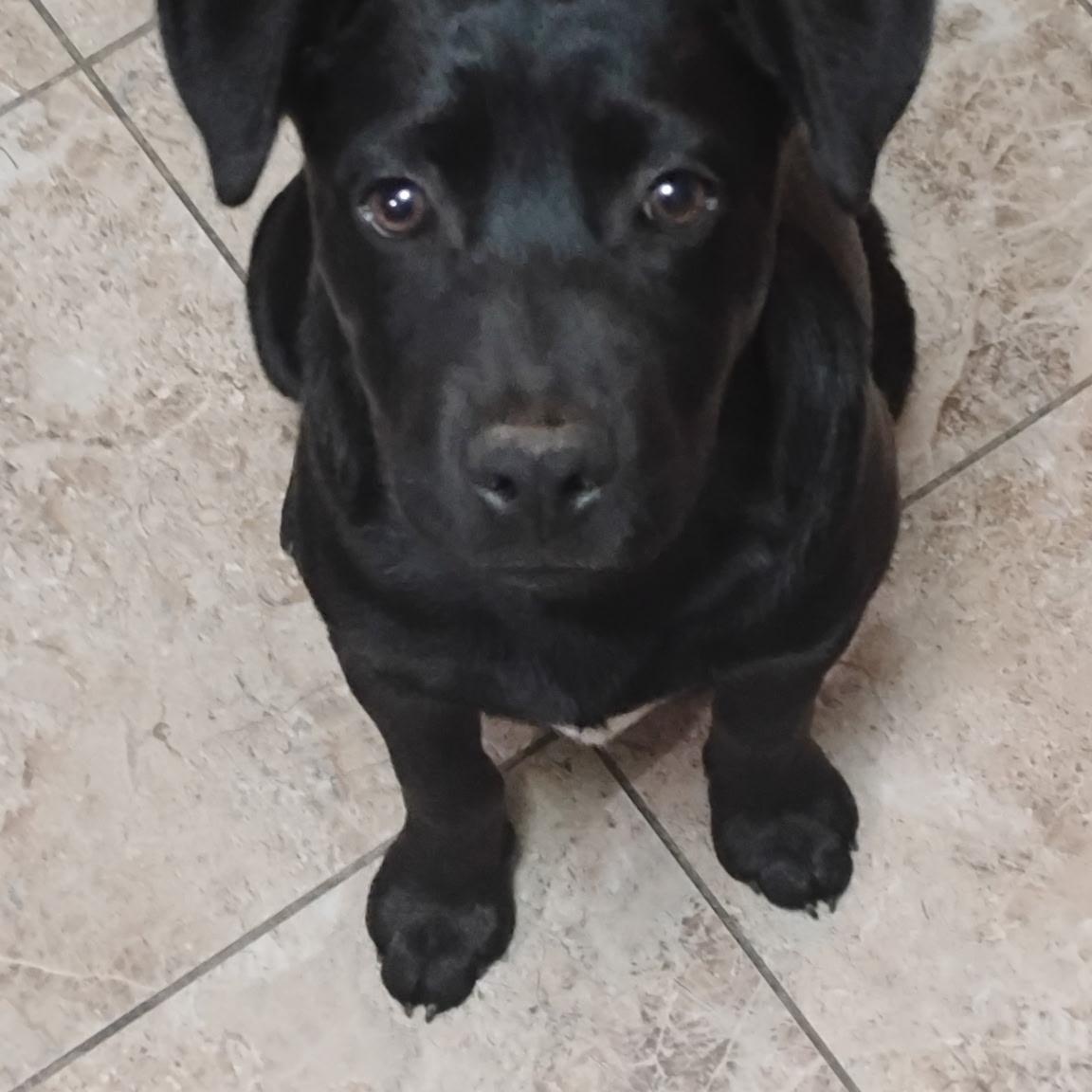 Pantera, ADOPTABLE, Young Male German Shepherd Dog.