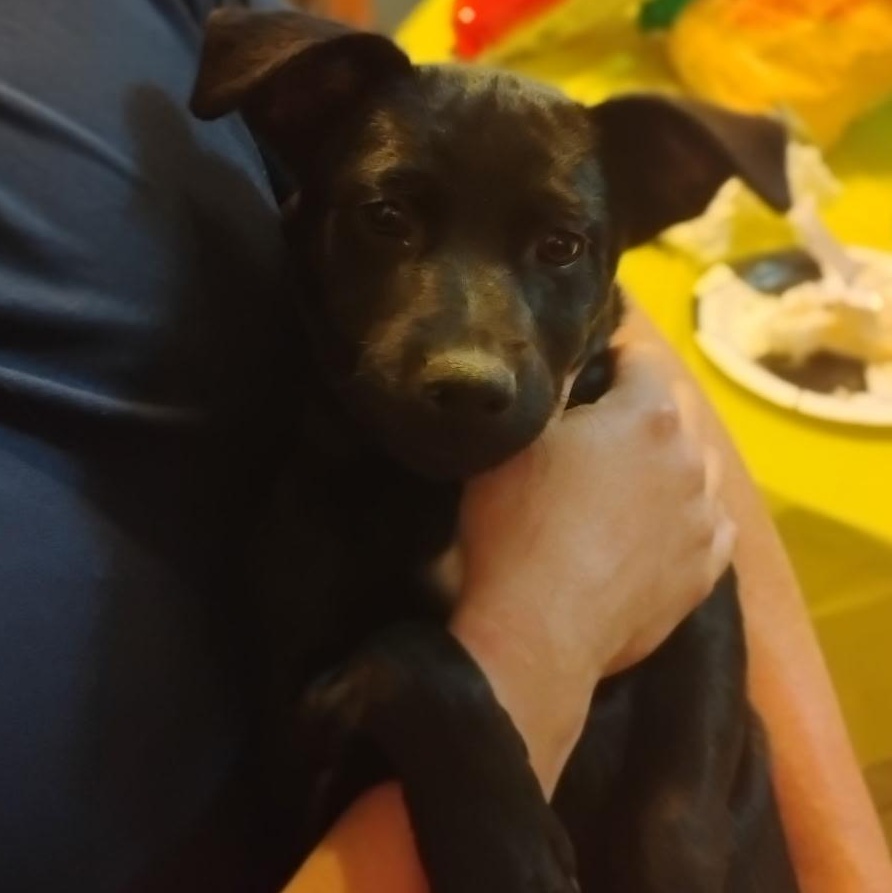 Enlarge Pantera, a ADOPTABLE mixed breed in Seal Beach, CA image 2/4