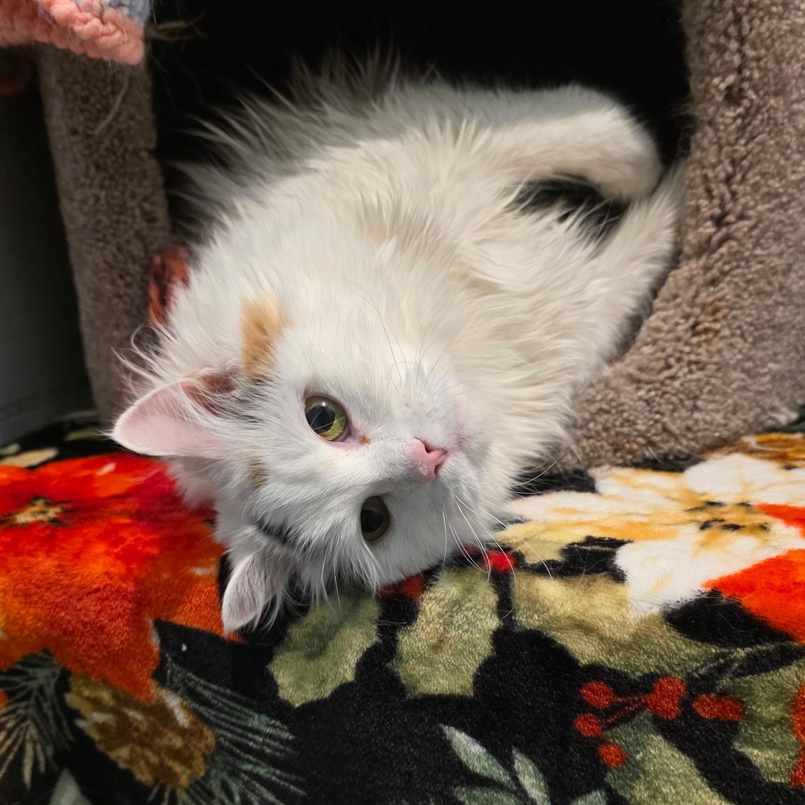 Enlarge Sandy, a Adopted mixed breed in Smithtown, NY image 4/4