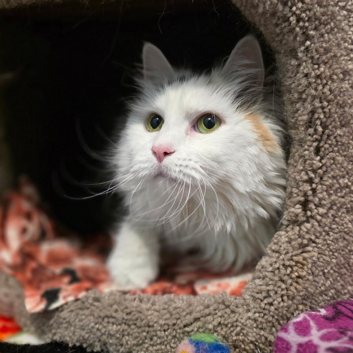 Enlarge Sandy, a Adopted mixed breed in Smithtown, NY image 2/4