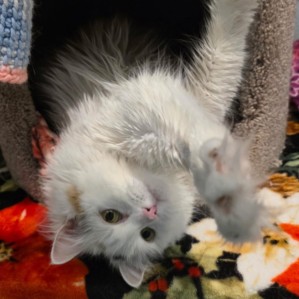 Enlarge Sandy, a Adopted mixed breed in Smithtown, NY image 3/4