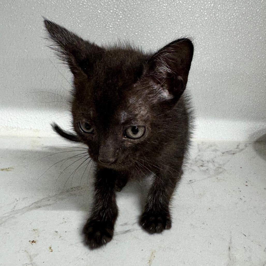 Satoru JG — thumbnail 2