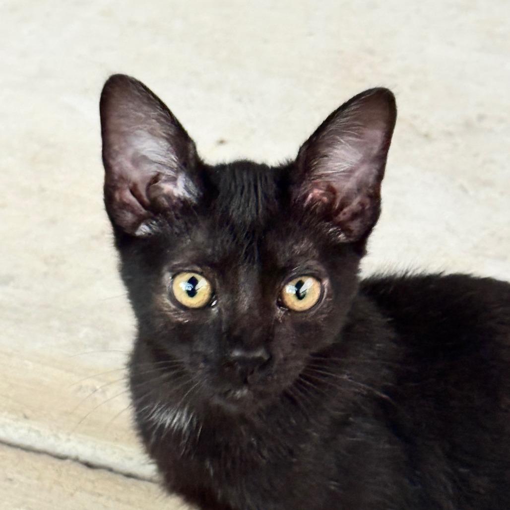 Satoru JG — thumbnail 3