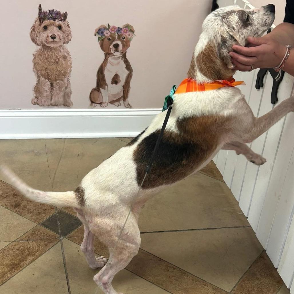 Gramps @ Foster, Adoptable, Senior Male Beagle.