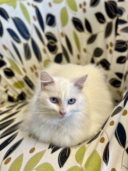 Priscilla, an adoptable Domestic Long Hair in Downers Grove, IL image 1/3